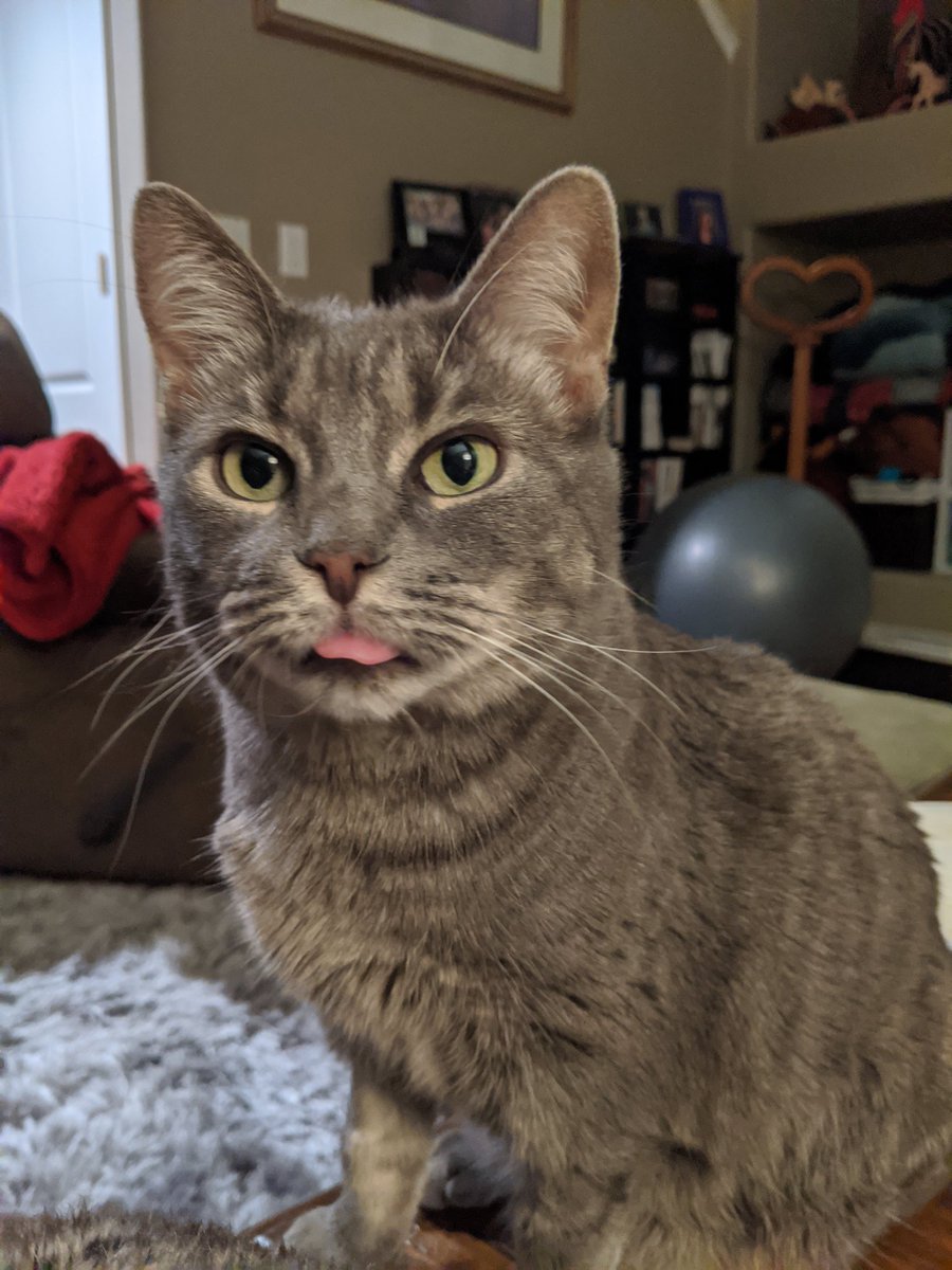 k_bird21's tweet photo. @AevusErus Aloy is sending you sweet kitty vibes. https://t.co/UClLFEXwps