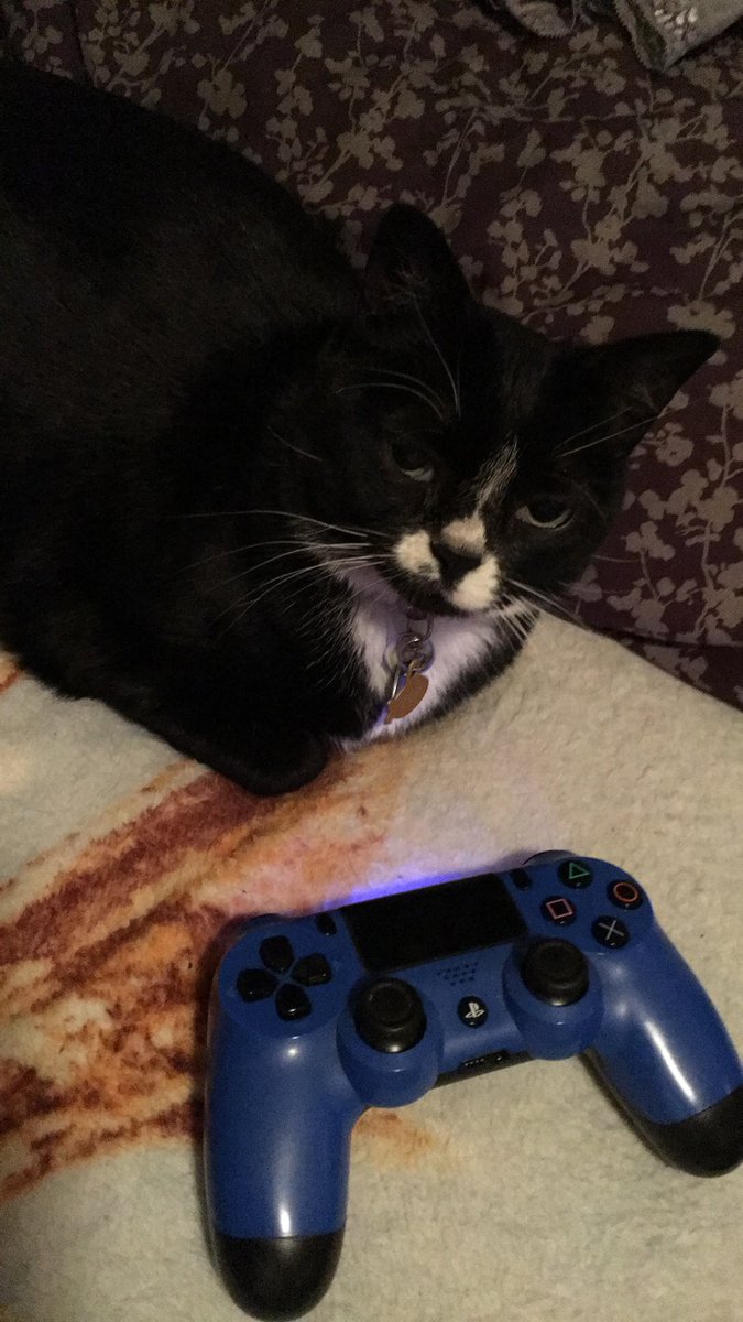 ChickenTHECat tweet media