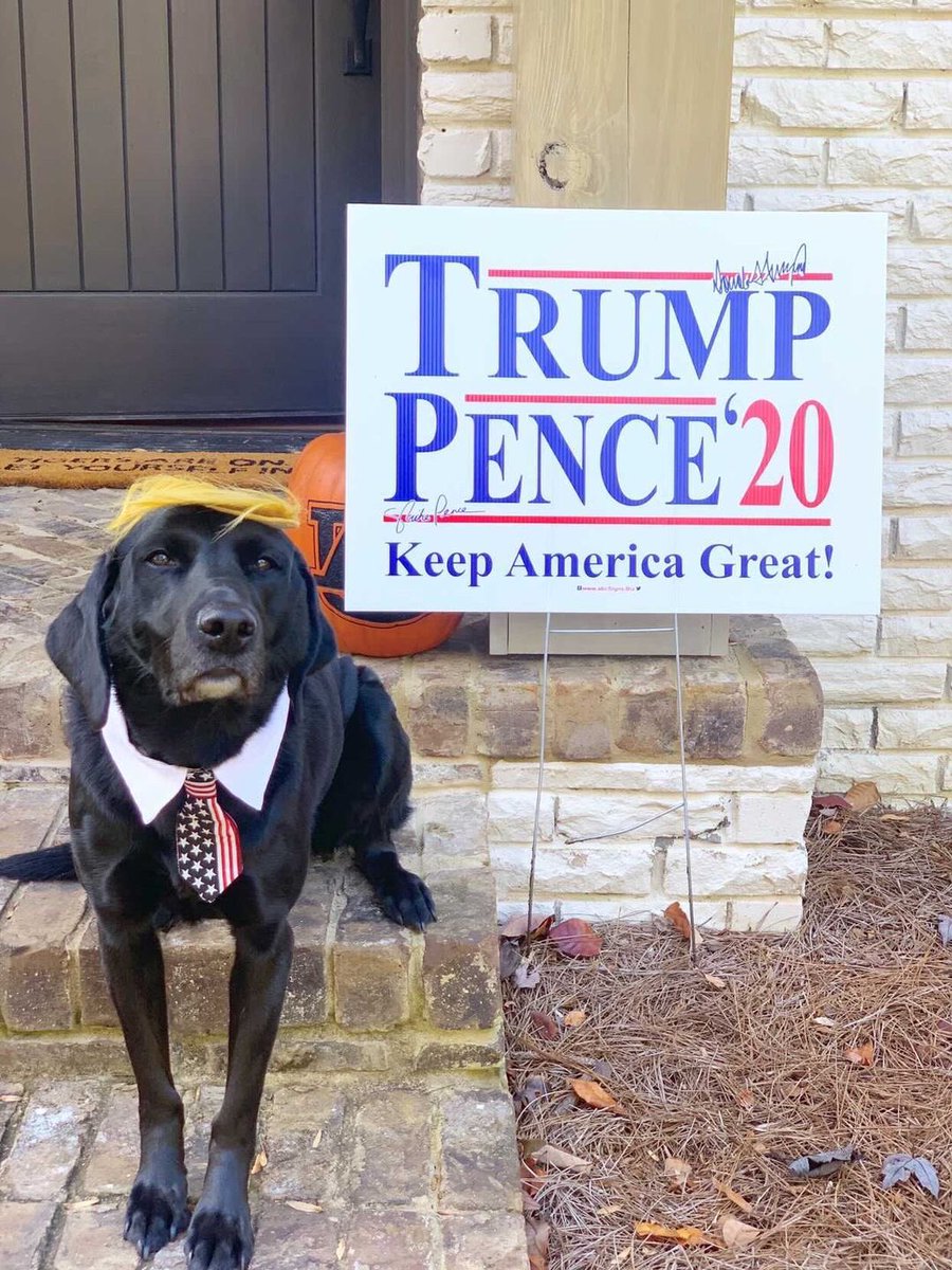 OldRowPups's tweet photo. VOTE 🐶 https://t.co/cxFLzMHWTX