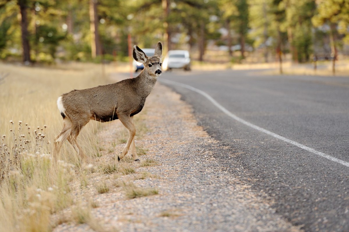 SFRussVallee's tweet photo. According to an annual @StateFarm study, U.S. drivers on average have a 1 in 116 chance of a collision with an animal. Follow these tips to help increase your safety on the road. #GoodNeighbor https://t.co/hgUdztfgIE https://t.co/w6iWctvTMb