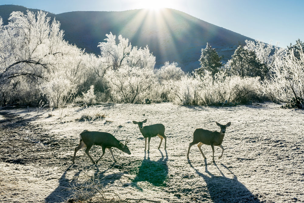 VisitAlpineTX's tweet photo. It’s a chilly day in Alpine today! Thankfully, it’s just the ONE day and should warm up tomorrow! #wintertimes #alpinetexas
And as always: #maskup #keepyerdistance #safetravels
#AlpineTXPhoto by Robert Poimbeauf
https://t.co/ql4ENUuJCv https://t.co/dlKgvwVi9t