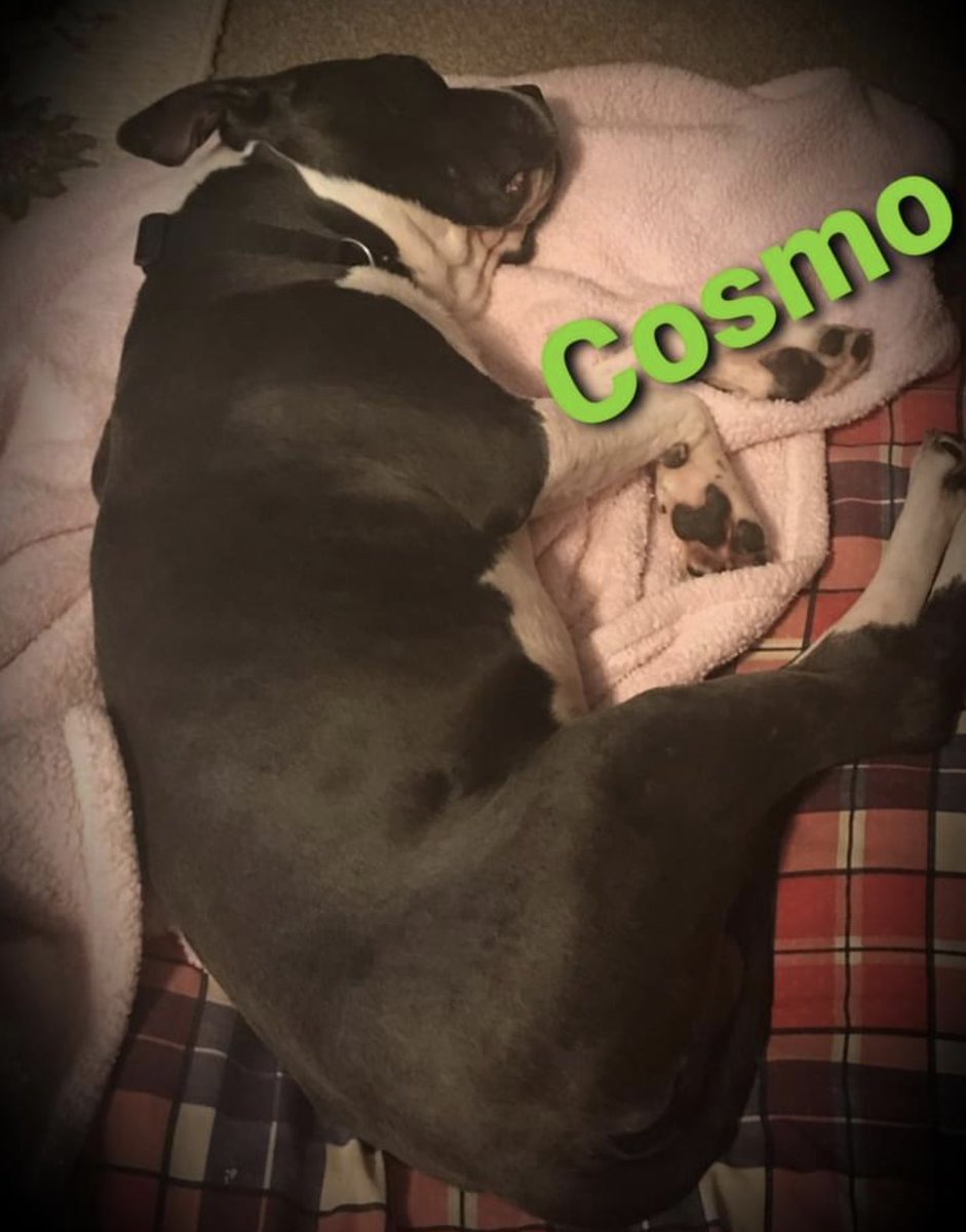reddogsusie's tweet photo. 🔴UPDATE ON BABY❤️
Now called Cosmo recovering with his super foster & starting hw treatment shortly-read update below!
Huge thanks to Rescue Me Pawsome Style, his foster & all on twitter who helped him😊
#MASA696 https://t.co/n3bevevgj7 https://t.co/q8EyX4dMvP