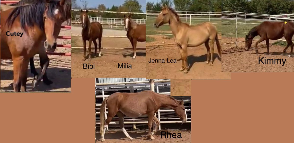 moodysally1's tweet photo. Getting Closer🐎Milia&amp;🐎Bibi have til 10-28 TOMORROW am need $965 to finish Cutie Rhea Kimmy &amp; Jenna Lee are safe👏Lets Do This Please🥺 #Help #Donate Pledge Share #RT #SaveOurMustangs https://t.co/0QzFkBQL0K https://t.co/87uIhcY3LN https://t.co/v3jrSDsMBM https://t.co/prpzxdMgj1 https://t.co/k8Zntbl68r