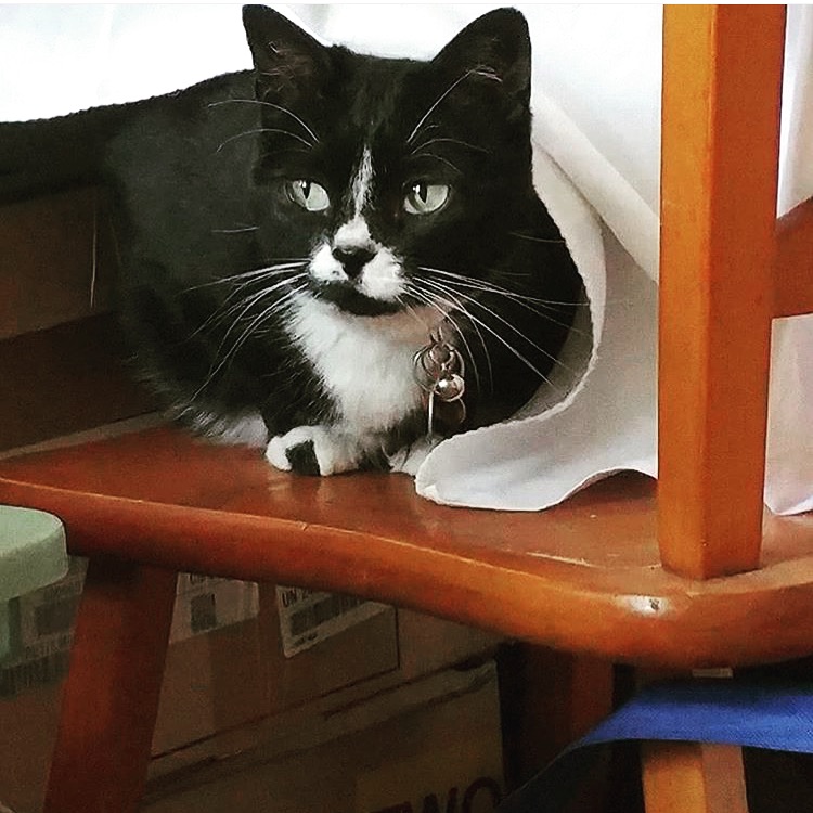 ChickenTHECat tweet media