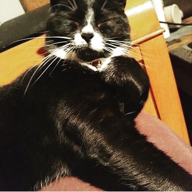 ChickenTHECat tweet media