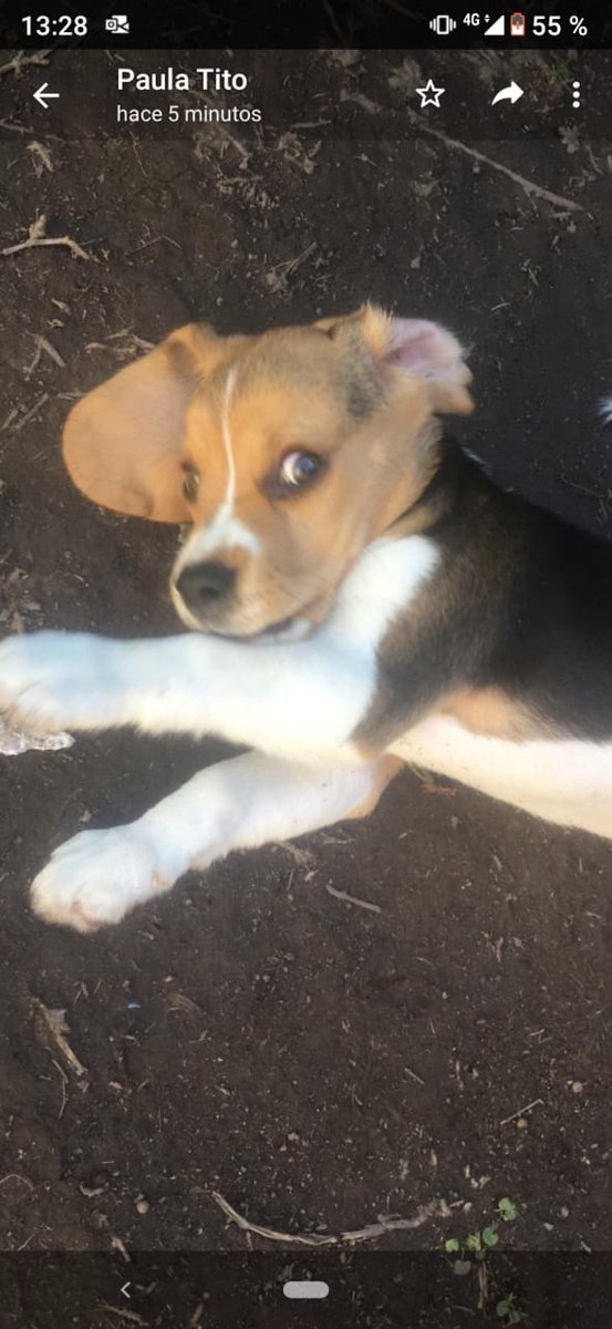 chinoodisio's tweet photo. Simba se perdió en barrio Parque y sus dueños están buscando por todos lados. Tiene apenas dos meses y medio. Si ven, avisen... https://t.co/Q5mQaWYUvz