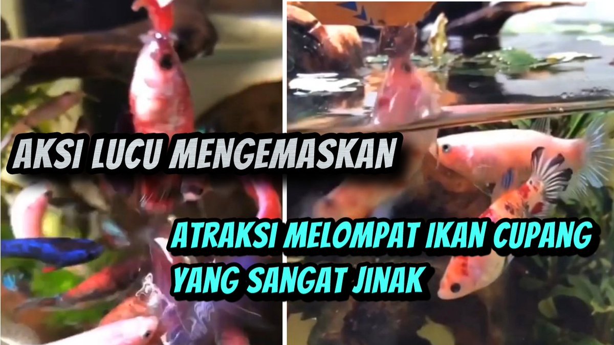 Aldi_Ginanjar_S's tweet image. Aksi Lucu Mengemaskan Atraksi Melompat Ikan Cupang Yang Sangat Jinak
Full ON Youtube GINANJAR24 TV
youtu.be/SyIYo1gkRes

#share #shareyoutube #subcribe #betta #bettafish #ikancupang #youtube #viral #ikanhias #hewanjinak #jualbelicupang