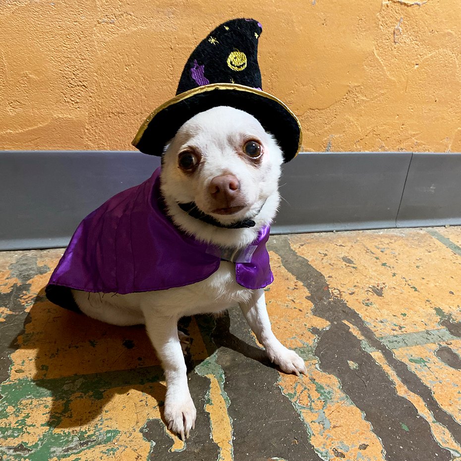 oldfriendssds's tweet photo. "It is never to early to try out your Halloween costume!"- Chip
#ofsds #ofsdschip #ofsdsdale #seniordogs #ofsdsbondedpair #bondedpair https://t.co/HfsVIODU6h