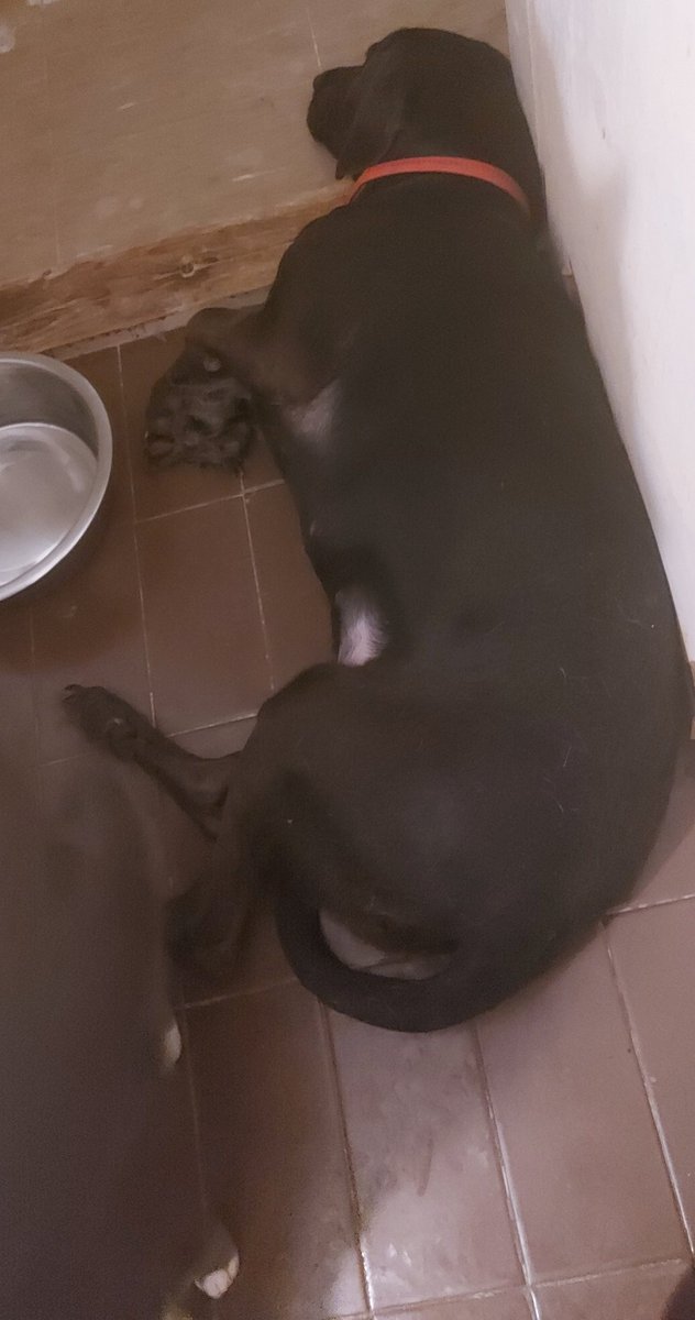 RoyalPetRescueS's tweet photo. Dearest #TwitterPhilantrophy,
Today is #CharityTuesday โ๏ธ Pavle & Lara kindly BEGGING FOR MERCY for #KittyTrain & #PileOfFluff.๐พ๐๐ป๐พ
Help us w/ #fundraising & #donations and form #PawCircle & pray for Ellie to get better.๐ช๐ป๐โ๐ป
#RPRS๐ช๐ป๐๐ท๐ธ๐โ๐ป & J.๐น
https://t.co/3Pe1um7rCs https://t.co/ufU0LUKjxx
