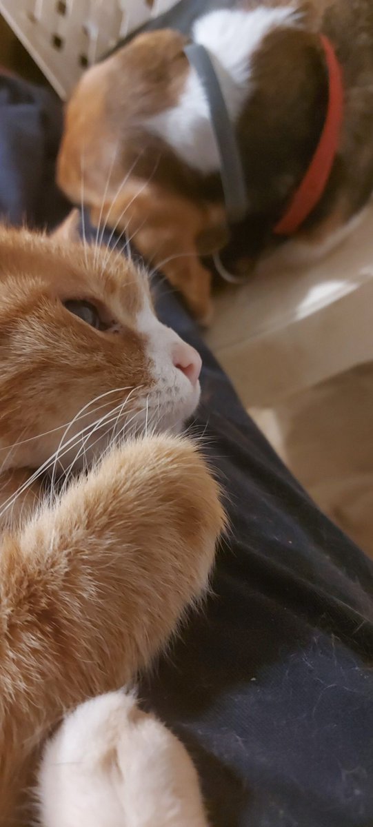 RoyalPetRescueS's tweet photo. Dearest #TwitterPhilantrophy,
Today is #CharityTuesday โ๏ธ Pavle & Lara kindly BEGGING FOR MERCY for #KittyTrain & #PileOfFluff.๐พ๐๐ป๐พ
Help us w/ #fundraising & #donations and form #PawCircle & pray for Ellie to get better.๐ช๐ป๐โ๐ป
#RPRS๐ช๐ป๐๐ท๐ธ๐โ๐ป & J.๐น
https://t.co/3Pe1um7rCs https://t.co/ufU0LUKjxx