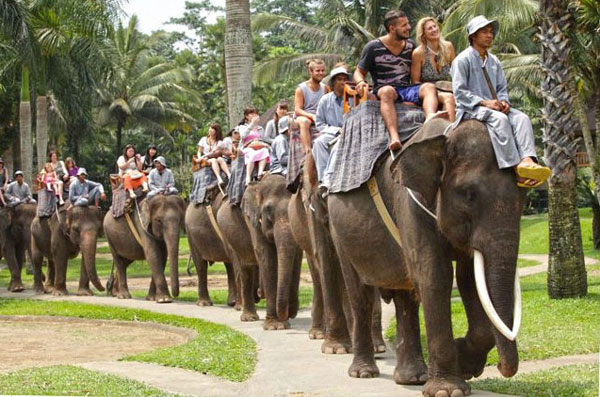 stae_elephants's tweet photo. In challenging hundreds of abusive companies, STAE has built an enormous database of broken promises of change by UK based travel companies, many being @ABTAtravel members. #StandwithSTAE & the Asian Elephants (Tourism) Bill we have presented to Govt. https://t.co/mbbjF9aFjC