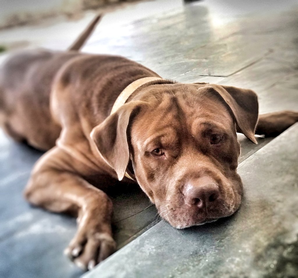 Valzack_PH's tweet photo. Os cães são o nosso elo com o paraíso. Eles não conhecem a maldade, a inveja ou o descontentamento. Sentar-se com um cão ao pé de uma colina numa linda tarde é voltar ao Éden onde ficar sem fazer nada não era tédio, era paz.
#Doock #MeuDog #APBT #cãopanheiro https://t.co/ziazaH5bzl