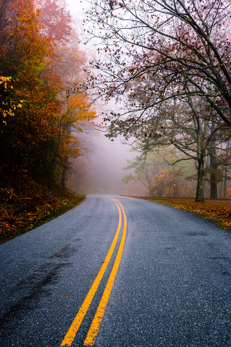 Went to Peaks of Otter to get scenic vistas of fall foliage.  What I got instead was a foggy forest.  You take what you get I guess. Click to expand vertical photos.  #peaksofotter #blueridgeparkway #fog @BlueRidgeNPS @VisitVirginia @scenicvirginia @StormHour @CanonUSAimaging