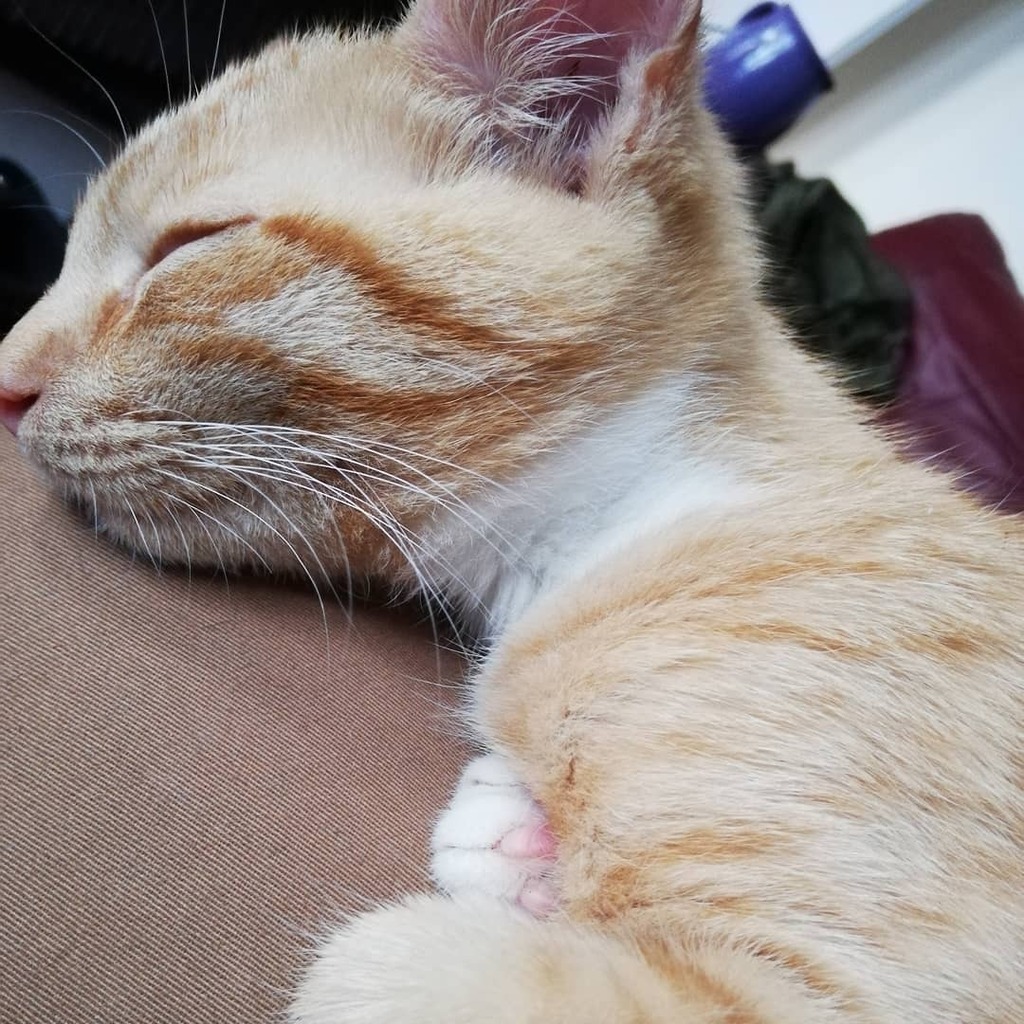 PawsMellow's tweet photo. Very sleep cat.

Find us on

Intergram: paws_and _mellow
Twitter: @pawsmellow
Facebook: paws mellowbeardie
Tumble: pawsmellowbeardie

#lovecats #katze #petstagram #ilovemycat #cutecats #petsofinstagram #kittensofinstagram #kittycat #catsagram #instacats … https://t.co/BkqZkPyM7a https://t.co/Et9NpxifD0
