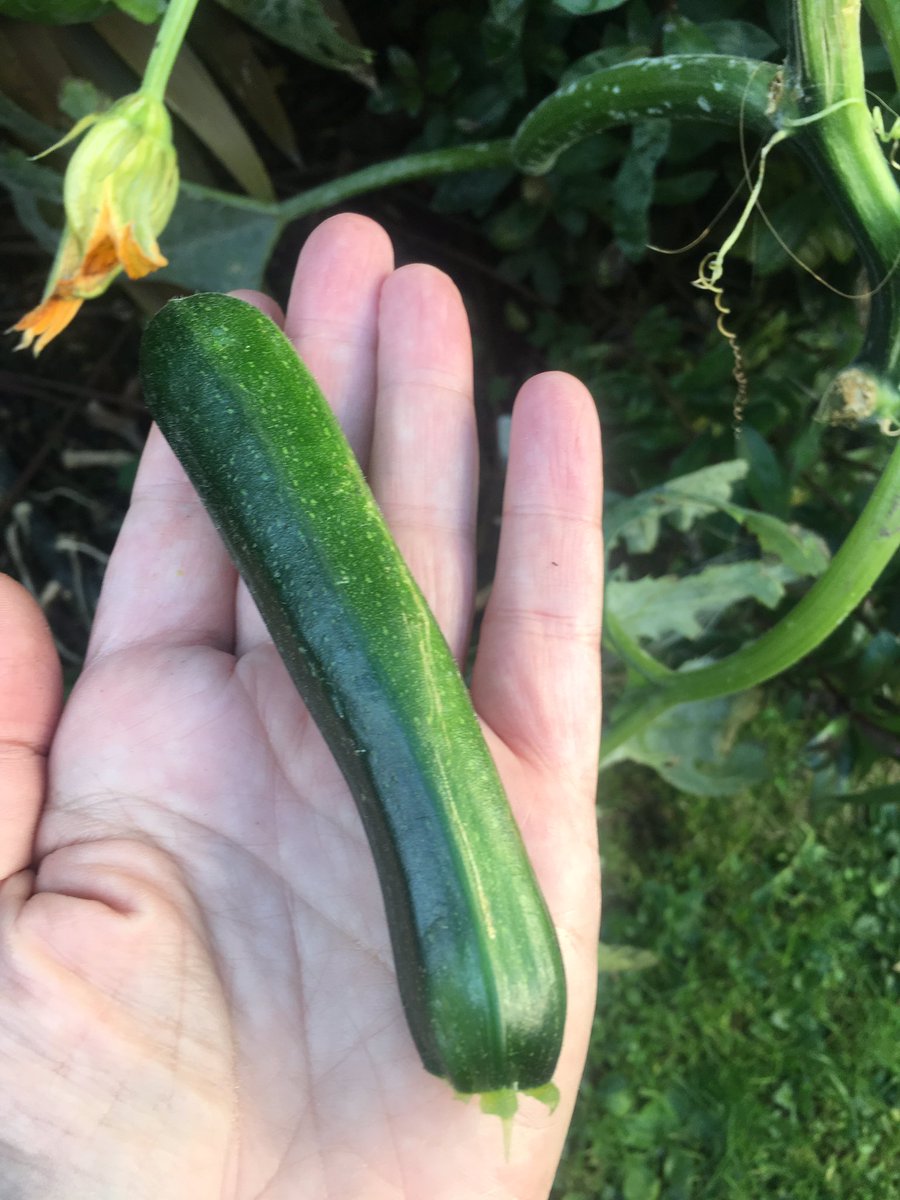 Final courgette picked. It’s a bit weedy and small, but I can’t complain: I’ve had over three months of harvesting loads of food from my five courgette plants, and for a total gardening newbie, I’d say that’s an achievement. 
