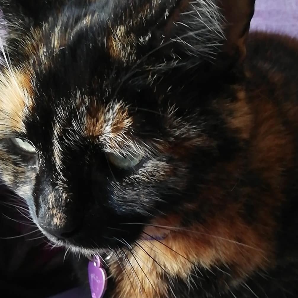 PawsMellow's tweet photo. Pawz

Find us on

Intergram: paws_and _mellow
Twitter: @pawsmellow
Facebook: paws mellowbeardie
Tumble: pawsmellowbeardie

#lovecats #katze #petstagram #ilovemycat #cutecats #petsofinstagram #kittensofinstagram #kittycat #catsagram #instacats #catloversc… https://t.co/QCL2ArlIYz https://t.co/VyzWhNAOCH