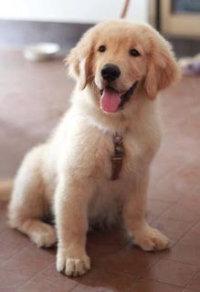 I smile when I see you ☺😁

Friends 💖💖 follow ,share &amp; tag someone also stay with us for more <a href="/dogserves/">Dog Serves</a>

:

:

:
#dogub #doggy #dogs #doggystlye #doga #dogcomms #dogers #dogface #doggface #doggingtales #doglovers #dogmeat #dogood #dogsforbiden #dogslave #doguyaumutolalım