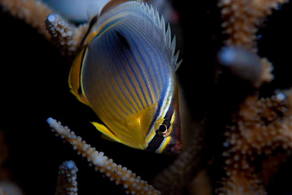 mohamedseeneen's tweet photo. Oval butterflyfish #Chaetodon #trifasciatus
Locally know as Bisburu bibee
#Maldives #Fish #FishID https://t.co/TmBFOqypNh