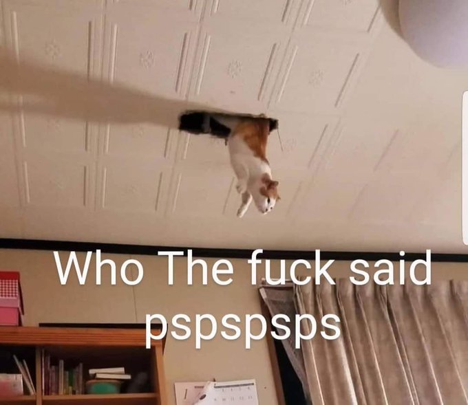 #Funny #cat https://t.co/8LbBrF8tho<a href="/tag/funny"class="tags">#Funny</a><a href="/tag/cat"class="tags">#cat</a>