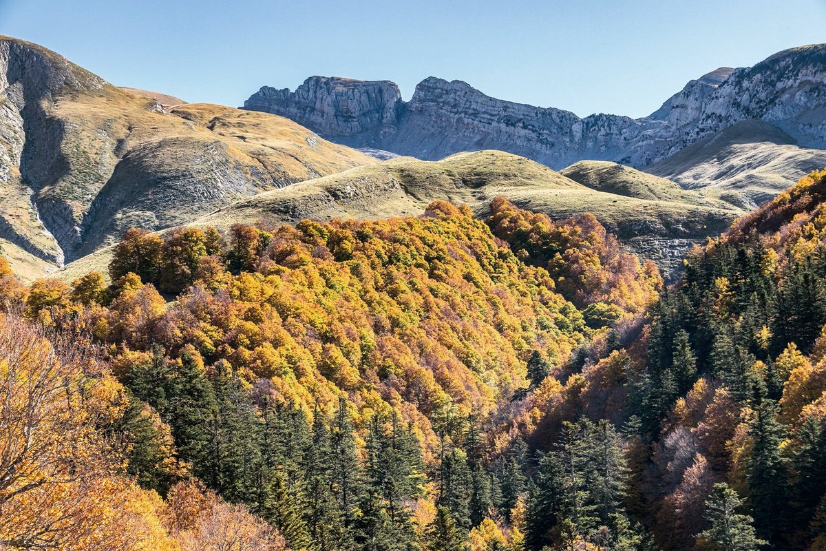 MontanasAqueras's tweet photo. Bienvenidos a Gamueta. El mayor conjunto de árboles monumentales de Aragón y seguramente el mejor bosque hayedo-abetal de nuestro país. Pocos otoños verás así. https://t.co/4F2O4pE7ZP
