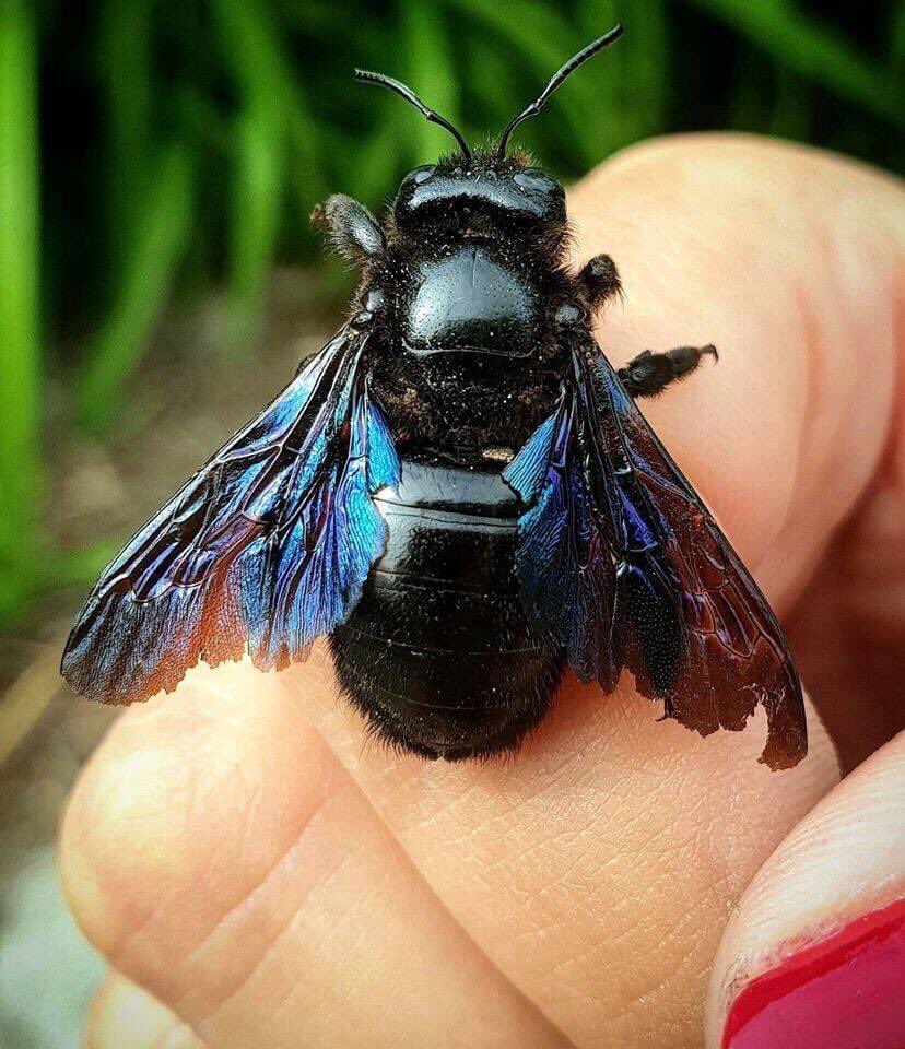 BluesignV's tweet photo. DON ' T KILL HER!!!
This is a bee that is currently present in the gardens. Her name is the Xylocope bee. This is the biggest bee in Europe (2.5 to 3 cm). She doesn't sting (if we don't chase her of course). https://t.co/Ln5JmijXWD