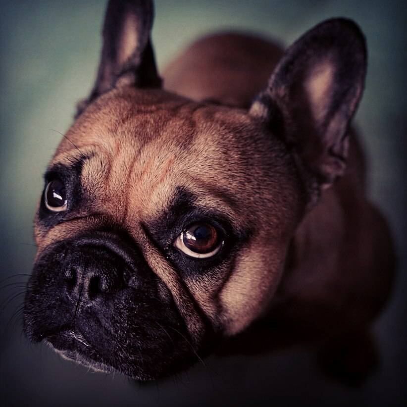 If you dog want eat 😂
.
.
.
.
.
.
.
#dogs #dogsofinstagram #puppy #cute #dogstagram #photooftheday #fashion #instagood #love #photo #style #picoftheday #instadog #pet #picture #doglover #dogoftheday #wedding #petstagram #canon #pets #puppies #animal #ilovemydog #animals #pho…