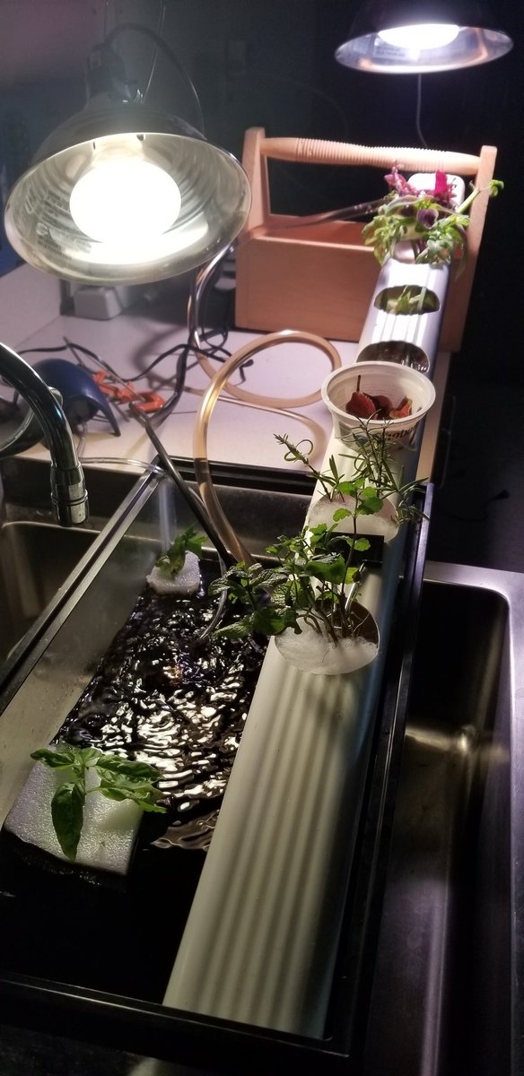 Shohentell's tweet photo. #classroomhydroponics #MHSstem https://t.co/zfYbz3rrQ9