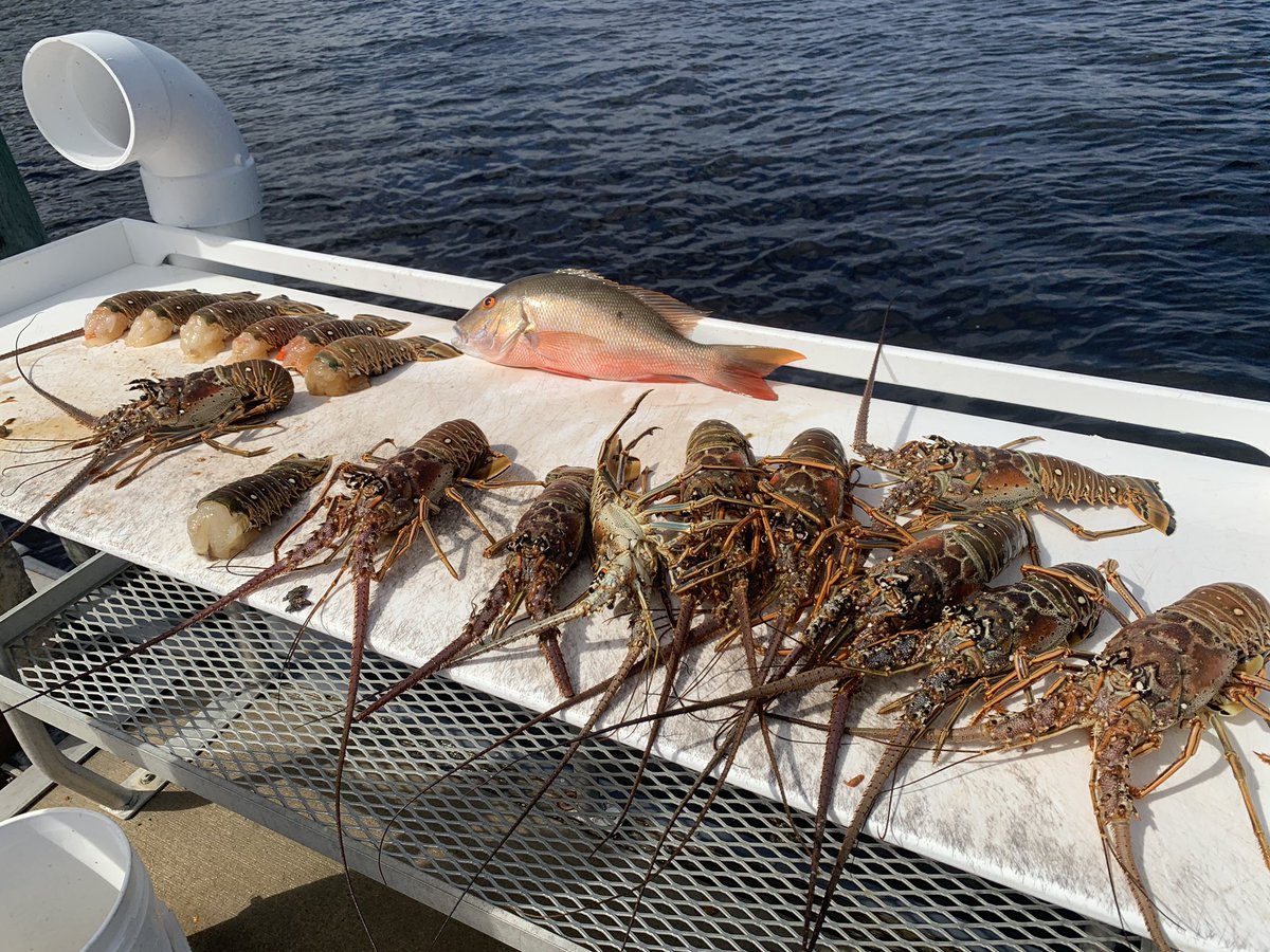 ScubaWorks's tweet image. 50 ft of viz, 82 degree temp, and 2-3 ft seas 🤙🏽 and lots of lobster and fish!