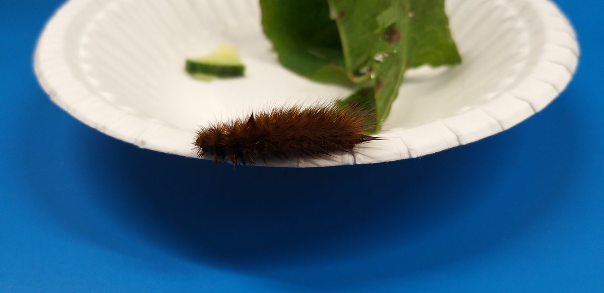 MrsGillespie6's tweet photo. We had a little visitor in P5! We researched this little creature and believe it to be a Ruby Tiger Caterpillar. We have called it Brownie and it generated lots of discussion. We have since been learning about life cycles and food chains. @KnightsridgePr1 https://t.co/cBFxrYY0Ue