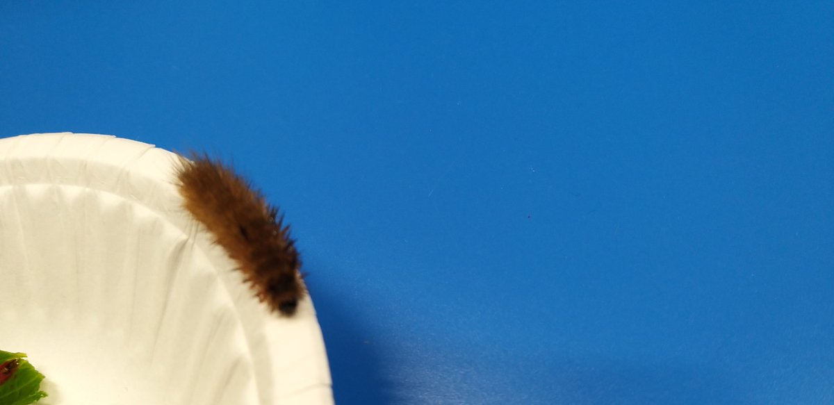 MrsGillespie6's tweet photo. We had a little visitor in P5! We researched this little creature and believe it to be a Ruby Tiger Caterpillar. We have called it Brownie and it generated lots of discussion. We have since been learning about life cycles and food chains. @KnightsridgePr1 https://t.co/cBFxrYY0Ue