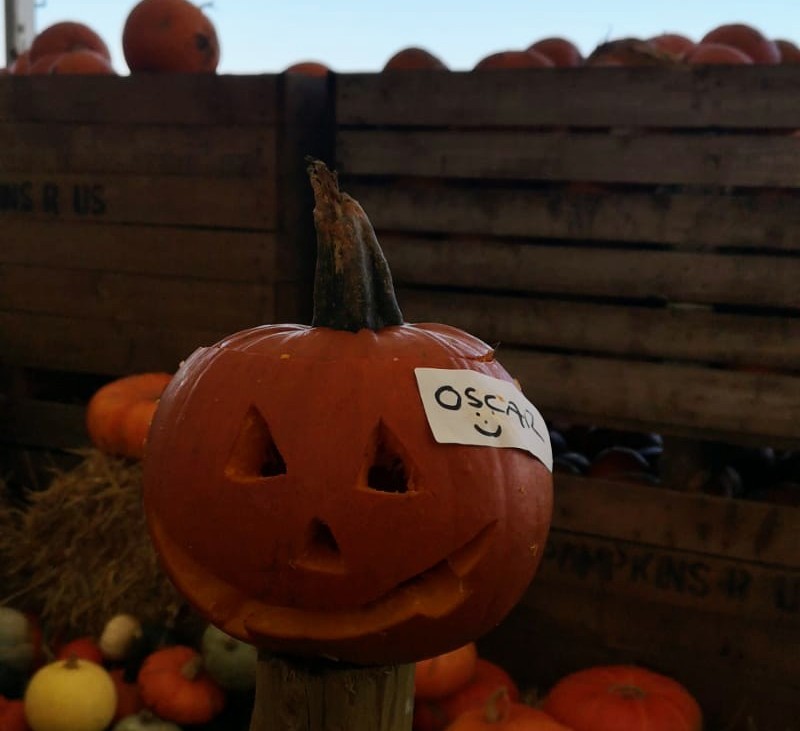HelenAmbrose13's tweet image. @malvernprimary @DGSportsEvents Oscar's pumpkin from the weekend 🎃 #1CB
