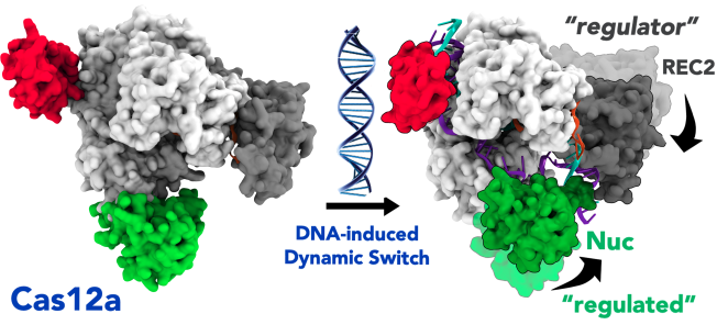palermo_lab's tweet photo. Did you know that #CRISPR is used for super-rapid detection of #SARSCoV2 through the #DETECTR technology? 
Our multi-microsecond simulation study @JCIM_ACS digs into nucleic acid binding in the #Cas12a system!

#ACSEditorsChoice @ACSPublications 
https://t.co/zG5FZVk1iV https://t.co/dpw9UMSvNC