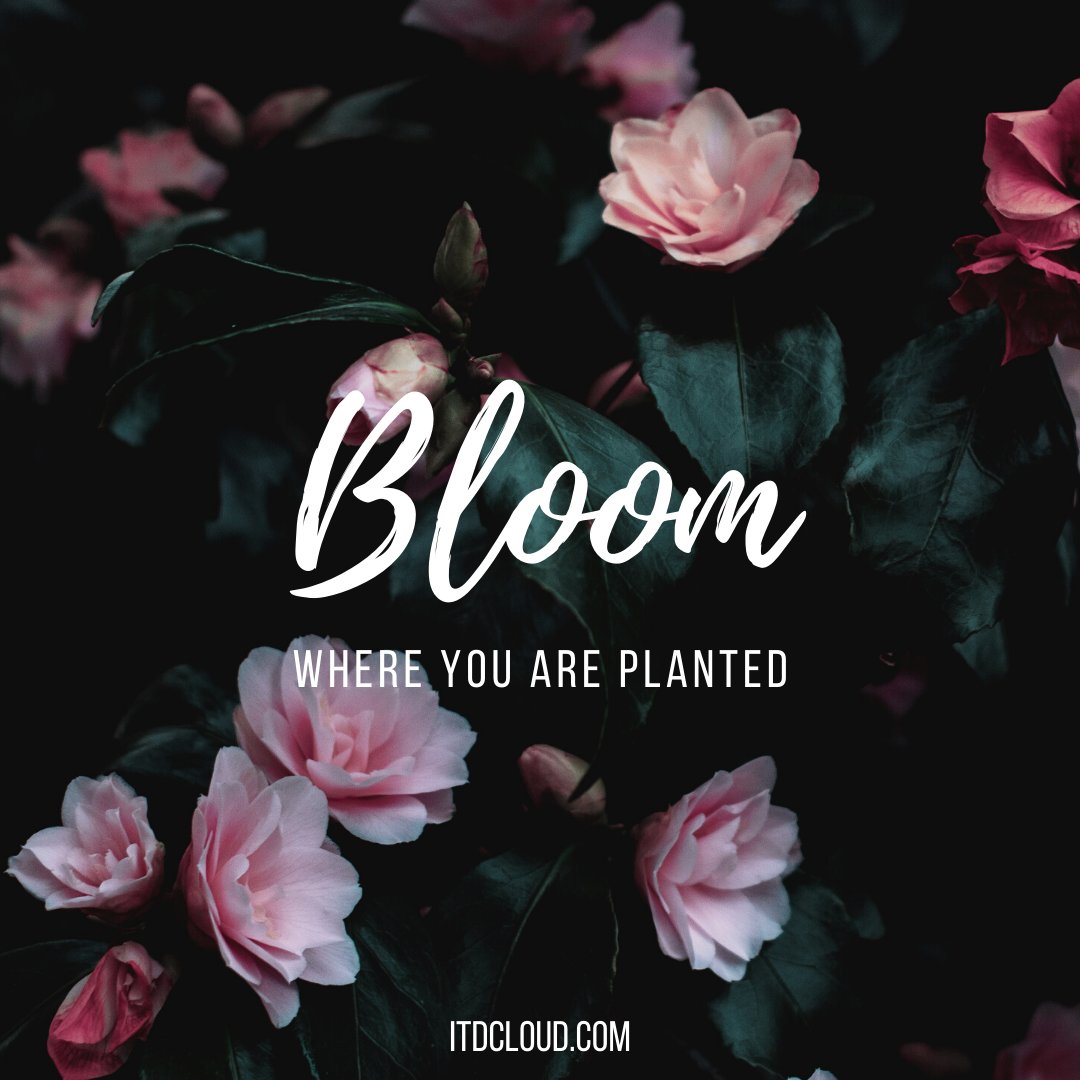 CloudItd's tweet photo. BLOOM 💖😀
.
.
Visit our website https://t.co/sb3Vqu5L14

#ITDCloud #ITDSolutions #Internet #Technology #Data #Cloud #Telephone https://t.co/cw7QDRgGgK