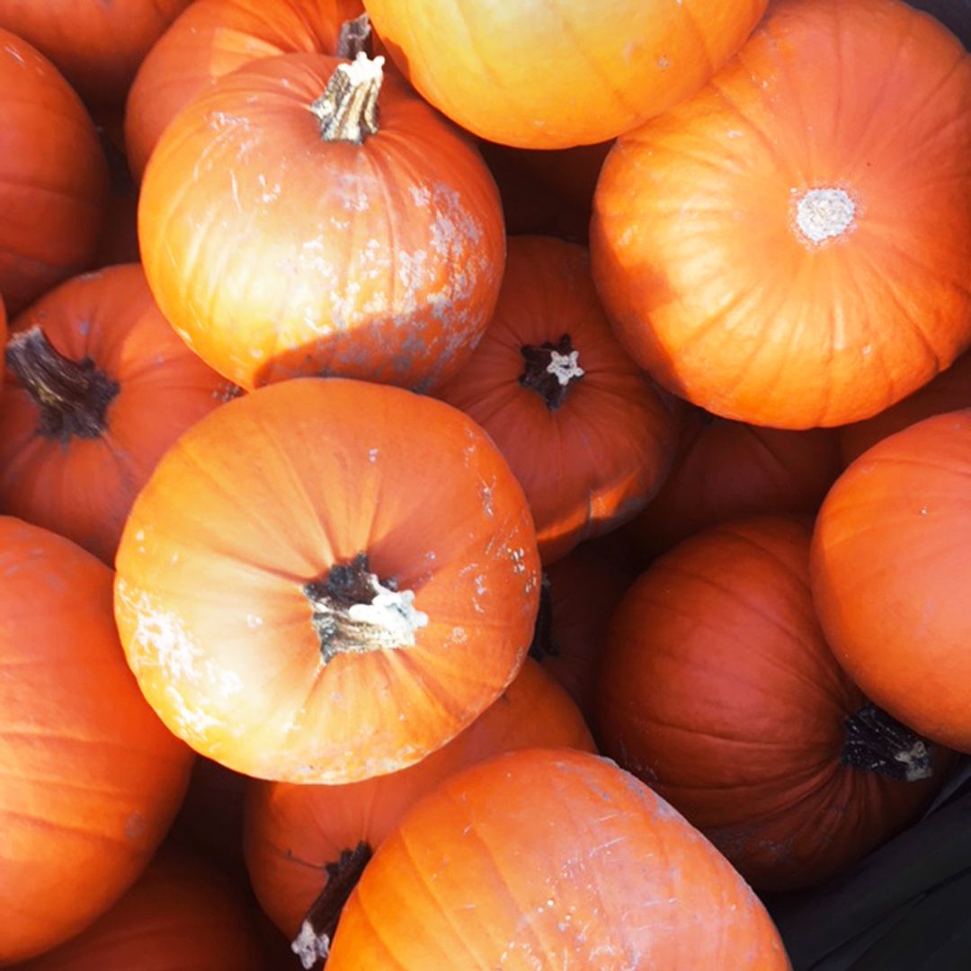 GIALtd100's tweet photo. So much choice on our pumpkin picking trip to @theballoontree 🎃
.
.
.
#discovergia #halloween #trickortreat #pumpkin #tuesdaymotivation #transformationtuesday #pumpkincarving #pumpkinpatch #york #igyork #pyo #pickyourown #pumpkindesign #designdaily #instadaily https://t.co/QC0Z9NdTEJ