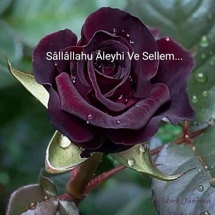 @hasanelyase @Aygulgul15 @HuriyeK02501269 @SEHERVAKT_10 @66Yozgattt @_yagmur_34 @eminecelik621 @Leylasultan571 @hasanakdava #GÜL 🌹lere zaâfım vallâhi sendendir..🌹Ya Muhammed🌹

🌹Allahümme Sâlli Âlâ Muhammedin ve Âlâ Âli Muhammed..🌹