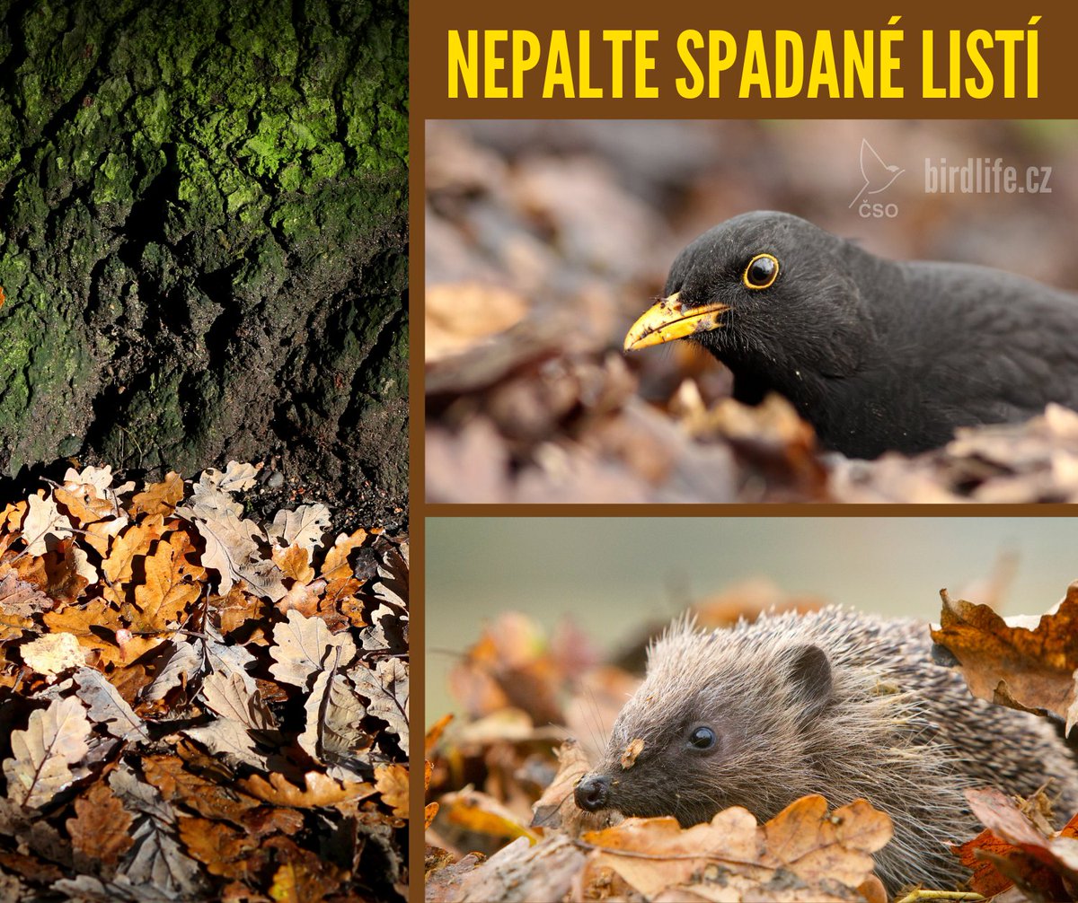 🍂 Spadané listí je pro podzimní zahradu důležité. Prosíme, nepalte ho a raději ho shrabejte na hromádku, třeba ke kmeni stromu nebo pod keř a nechte ladem. Ve vrstvě listí si najdou ptáci mnoho dobrot, ať už spadlé ovoce, nebo larvy a brouky.