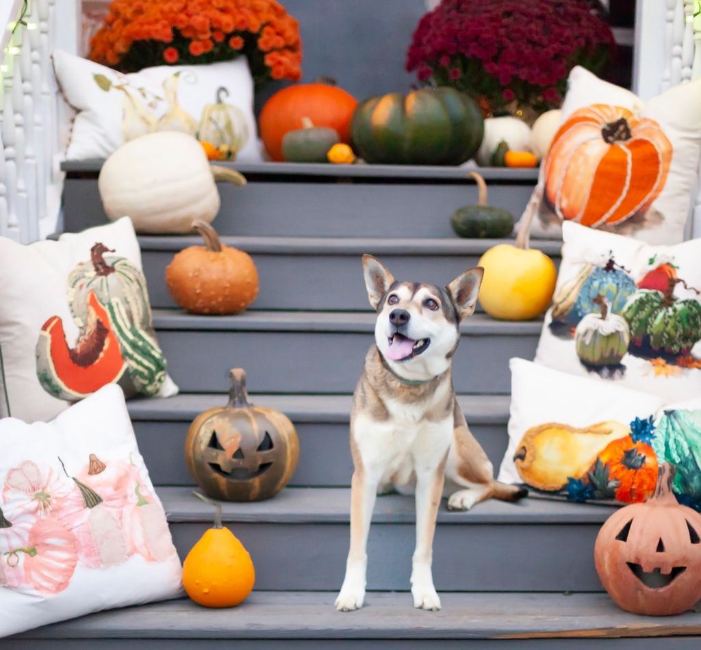 RizzyHome's tweet image. Happy Pumpkin Day! &amp;amp; after dark, celebrate Howl at the Moon Night to raise awareness for wolf conservation. Make sure to celebrate both with this pretty wolf &amp;amp; a collection of great pumpkin pillows just like hers!
#pumpkinday #wolfconservation #pumpkinpillows #Tacosthewolf #rizzy