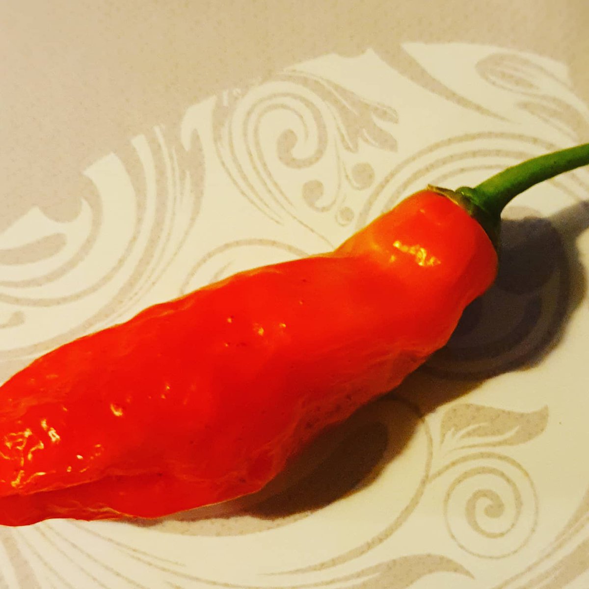 patch_red's tweet photo. Bubba, 7 pot bbg white, arbol and a mean looking (under ripe) dragons breath!
#chillies🌶 #chillies #chilli #dragonsbreath https://t.co/gSjQbEMBeA