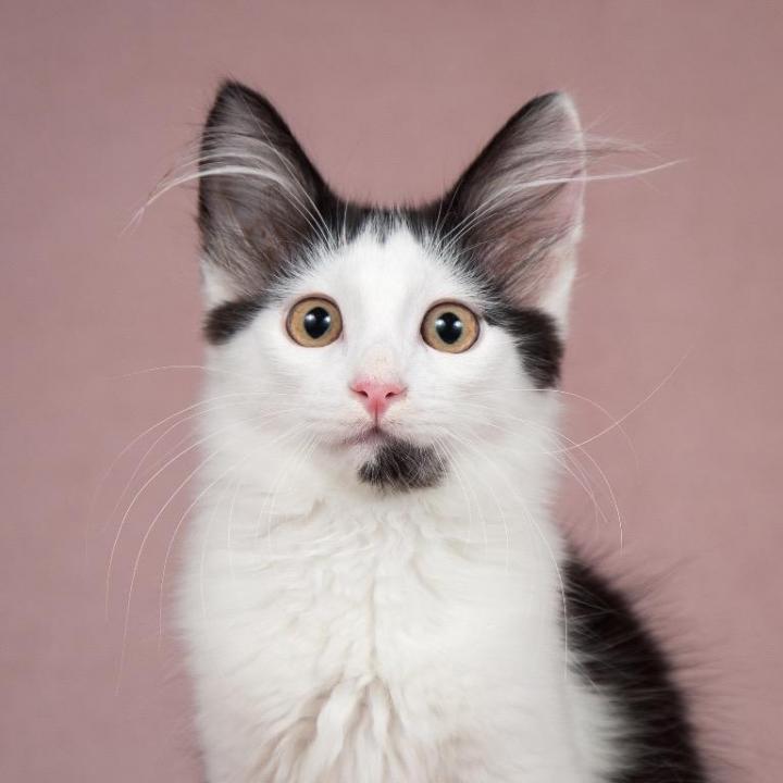 CatADS_ru's tweet photo. В добрые руки необычный котёнок Эльф  https://t.co/3u0rOF4LxB https://t.co/DtPaETZ0ZY