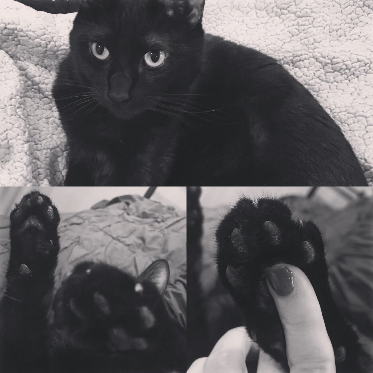 bessingerbooks's tweet photo. Celebrate #nationalblackcatday with this #purrfectprincess #robinopheliaquivers and her sweet little #toebeans Hooray! This day is for you, Ophelia, and your black cat friends everywhere! #littlepanther #catsofinstagram https://t.co/W1MZUOtZtP