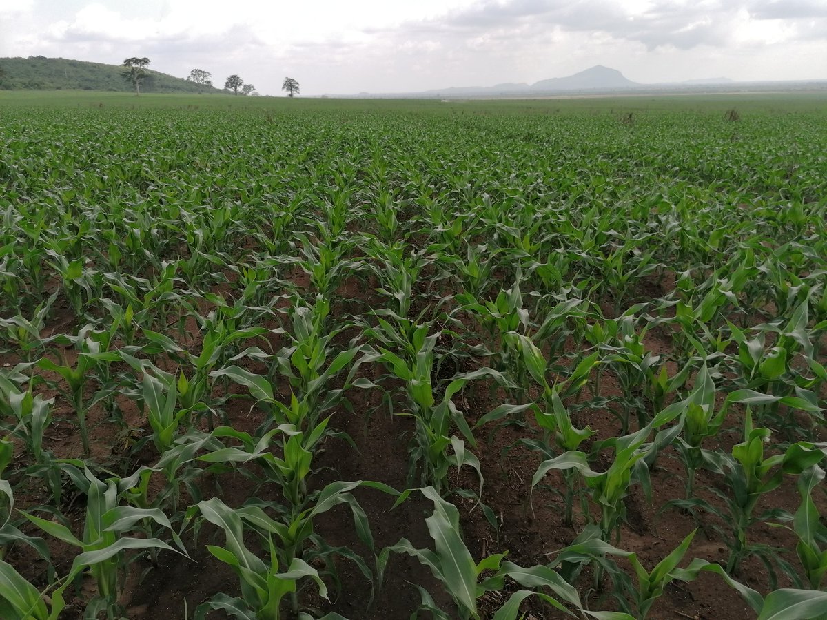 BoffRenato's tweet photo. #corn20 https://t.co/qYP2ndQm91