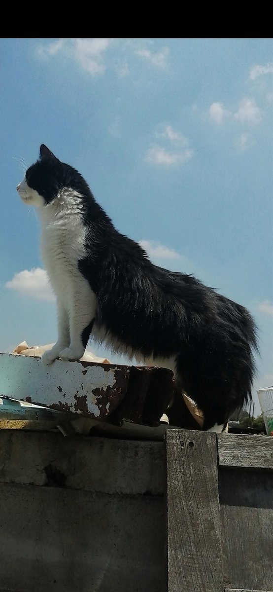moscomcfly's tweet photo. @TESOnline This is Toto https://t.co/GzEe8A1RX8