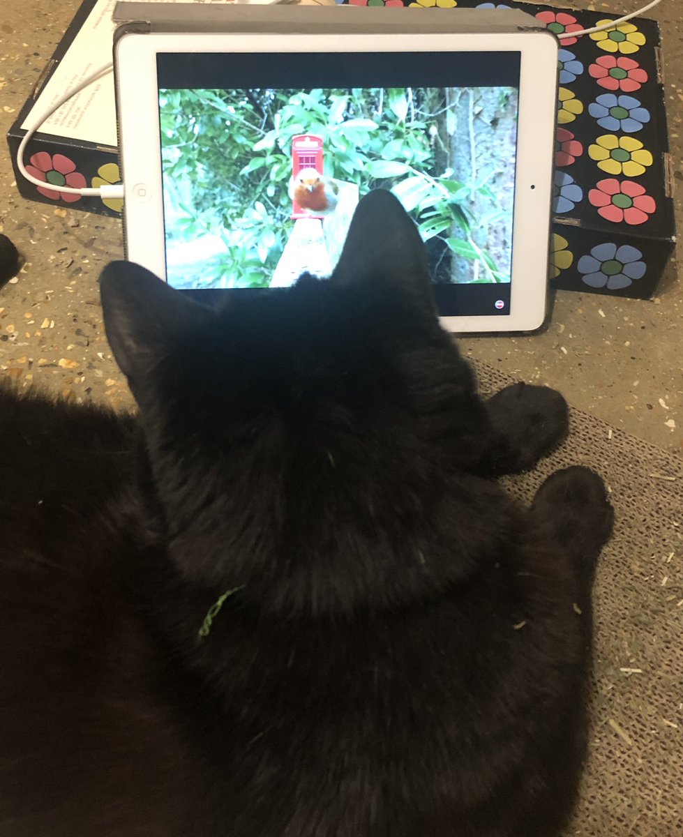 ClaireWoodHill's tweet photo. @CatsProtection https://t.co/4DfacUJOZ0