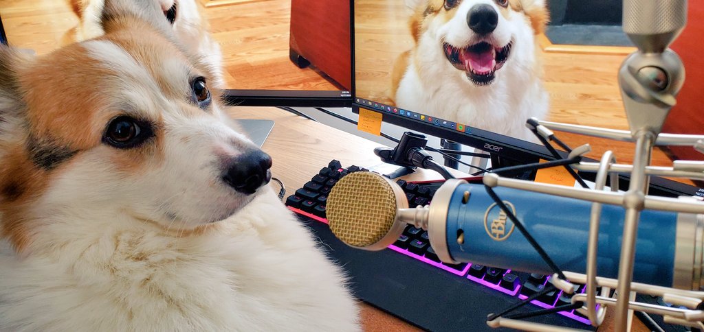 Dog in front of blue label microphone