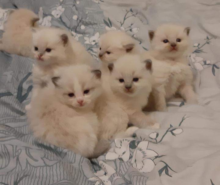 CatADS_ru's tweet photo. Котята регдолл (рэгдолл) https://t.co/Pg4vWzBdEo https://t.co/Pj6dVtYx1g