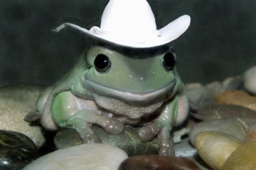yunjieeun's tweet photo. Frog says stream blue hour https://t.co/TLhvFcrfAs