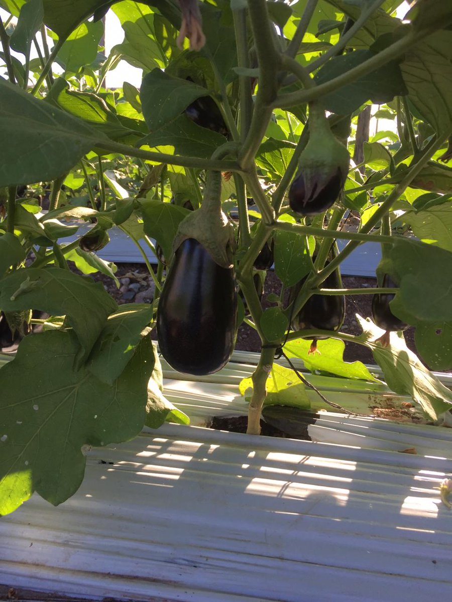 _PerfectProduce's tweet photo. Yes, it is that time again! We are now shipping Perfect Eggplant. #SunFed #PerfectProduce #PerfectEggplant https://t.co/6tLdLtlpCg