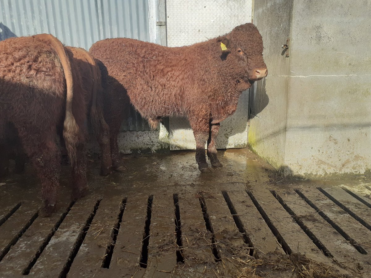 KirraneDavid's tweet image. 3 polled Salers bulls born spring 2020 will be offered for sale next spring. # ultimatesucklerbreed