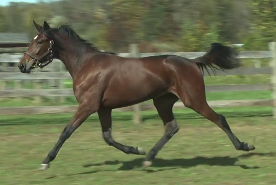 ZetteStable's tweet photo. Hip #285 in the @Standardbred Sale, ZETTE VALENTINE is by proven classic sire #CantabHall the first foal out of sub-55 performer Zette Starlet ($177K LTE) and from the immediate family of World Champion My Starlet! 

Get access to her pedigree and videos: 
https://t.co/Kh3ScdyZTS https://t.co/HfrUWpmg0T