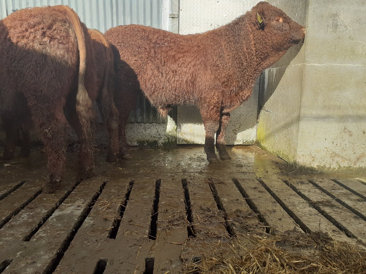 KirraneDavid's tweet image. 3 polled Salers bulls born spring 2020 will be offered for sale next spring. # ultimatesucklerbreed